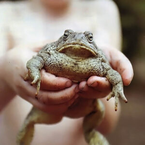 Nature Myths, Debunked Image